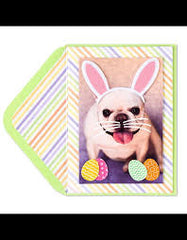 Papyrus Easter Card, Dog In Bunny Ears, 1 Card
